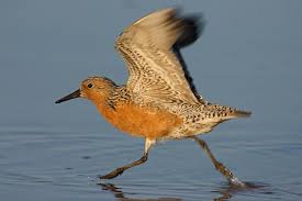 Curlew - Numenius minutus