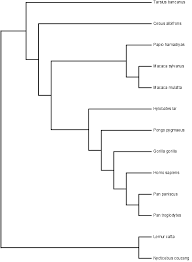 Within Hominidae, it splits