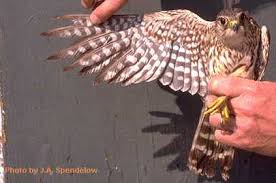 Merlin Falco columbarius