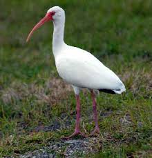 Eudocimus albus (monotypic)