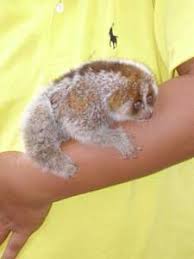 Slow Loris (Nycticebus coucang