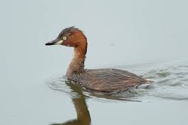 Tachybaptus ruficollis