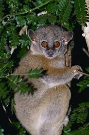 Lepilemur ruficaudatus