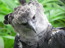 (Morphnus guianensis),