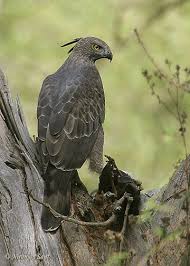 Spizaetus cirrhatus Changeable