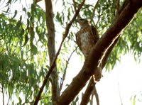 Red Goshawk - Erythrotriorchis