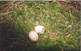 Nest of Aquila pomarina.