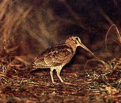 Amami Woodcock