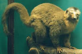 Mongoose Lemur (Eulemur mongoz