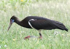 Stork - Ciconia abdimii
