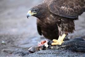 (Buteo galapagoensis) está