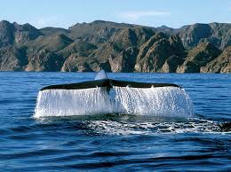 Baja California Sur by Ken