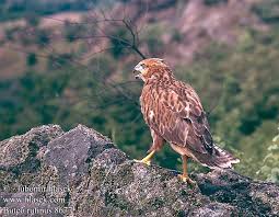 Buteo rufinus 8677 UK:
