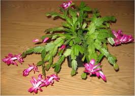 Christmas Cactus Blooming