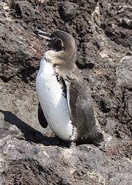 (Spheniscus mendiculus)