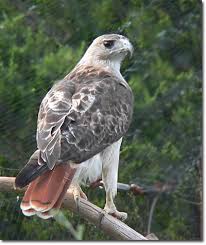Buteo jamaicensis )