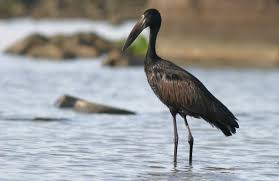 Anastomus lamelligerus