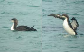 Pacific Loon Gavia pacifica