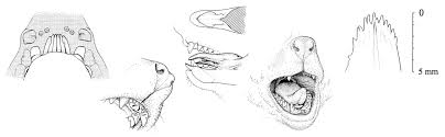 Arctocebus calabarensis;