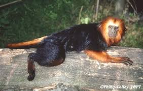 Leontopithecus chrysomelas
