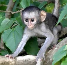 (Cercopithecus aethiops)