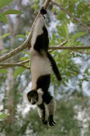 Lemur (Varecia variegata