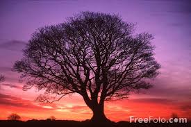 Picture of Tree, Sunrise,