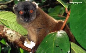 Eulemur fulvus collaris