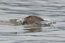Grebe (Rollandia rolland)