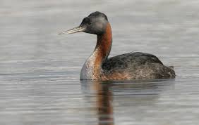 Scientific: Podiceps major