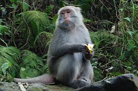 台灣獼猴（Macaca cyclopis