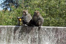 Monkeys [Macaca cyclopis]