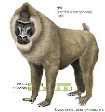 (Mandrillus leucophaeus).