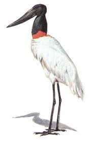Jabiru