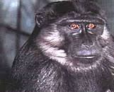 Macaque (Macaca ochreata)