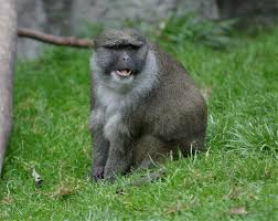 Sumpfmeerkatze (Allenopithecus