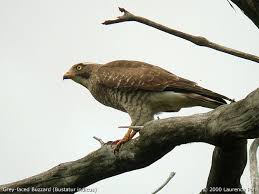 Butastur indicus