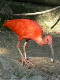 Scarlet Ibis ( Eudocimus ruber