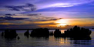 Kiribati mangroves