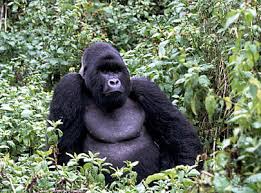 Gorilla gorilla beringei