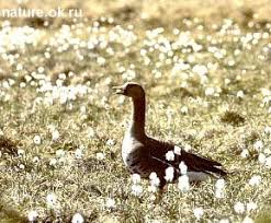 loon, Gavia adamsii