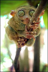 El Tarsius tarsier, o Tarsero