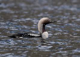 Storlom (Gavia arctica)