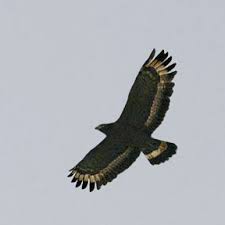 Spilornis cheela Crested