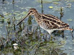 Common Snipe (Gallinago