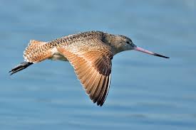 Dosiero:Limosa fedoa