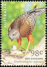 Red Goshawk (Erythrotriorchis