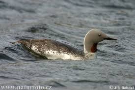 (Gavia stellata)