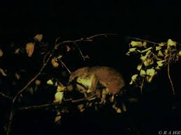 (Arctocebus calabarensis)