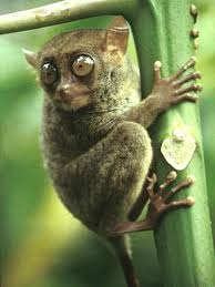 Latin name: Tarsius syrichta